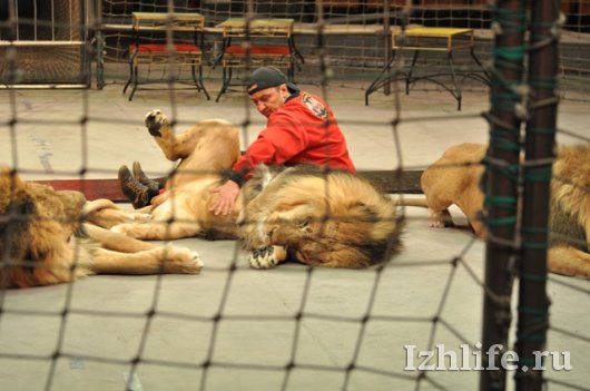 В новой программе цирка участвуют львы из зоопарка Ижевска