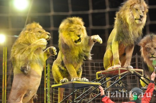 В новой программе цирка участвуют львы из зоопарка Ижевска