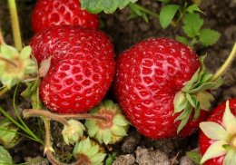 Какие саженцы плодово-ягодных культур высаживать ижевчанам в конце апреля