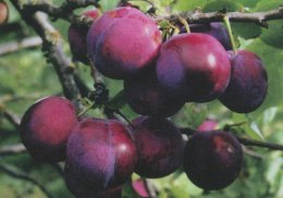 Какие саженцы плодово-ягодных культур высаживать ижевчанам в конце апреля