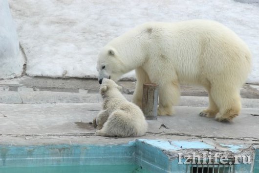 Недавно родившийся в Ижевском зоопарке белый медвежонок вышел на прогулку