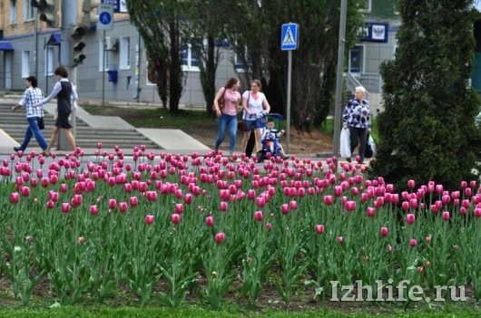 Клумбы на улицах Ижевска украсили тюльпанами