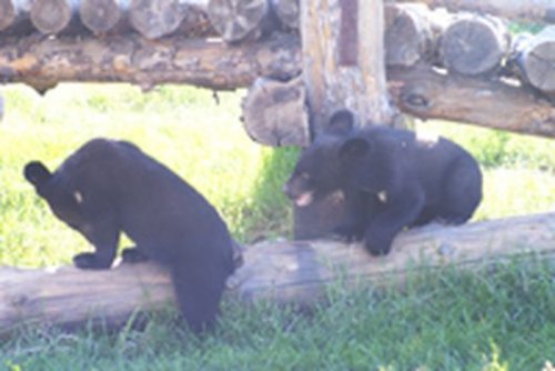 В зоопарке Ижевска показали недавно родившихся тигрят и медвежат