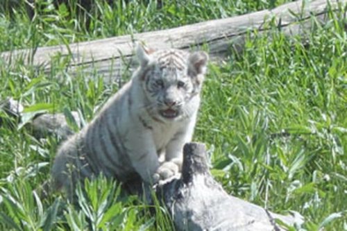 В зоопарке Ижевска показали недавно родившихся тигрят и медвежат