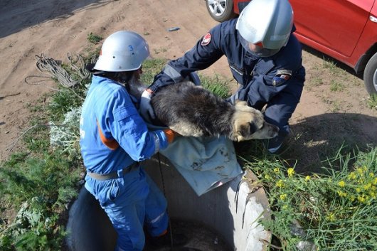 В Ижевске спасатели достали собаку, два дня просидевшую в колодце