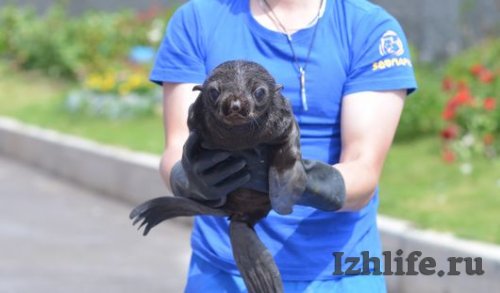 Посетители Ижевского зоопарка могут увидеть недавно родившегося морского котика
