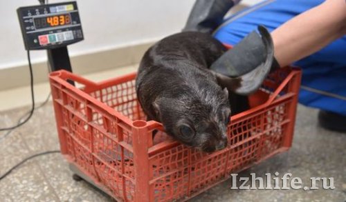 Посетители Ижевского зоопарка могут увидеть недавно родившегося морского котика