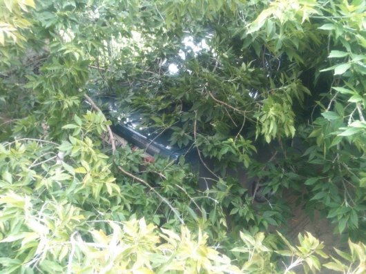 В Ижевске деревом в городке Металлургов прижало два автомобиля