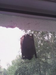 Ижевчанка нашла упитанную летучую мышь на окне своей квартиры