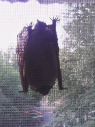 Ижевчанка нашла упитанную летучую мышь на окне своей квартиры
