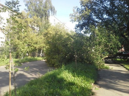 В Ижевске за перекрестком улиц Коммунаров и Карла Либкнехта на дорогу упало дерево