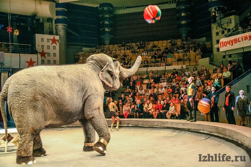Цирк слонов билеты. Слон в Ижевске. Ижевский цирк розовый слон. В субботу на площади выступает цирк слон.