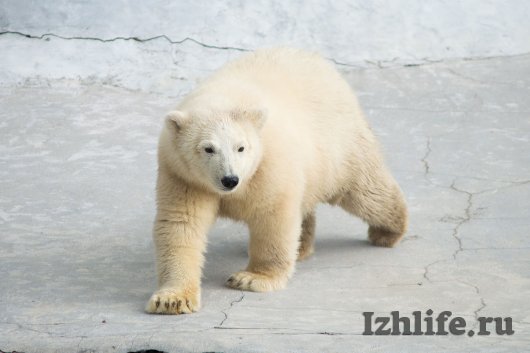 В ижевском зоопарке поселился спасенный на Новой Земле белый медвежонок