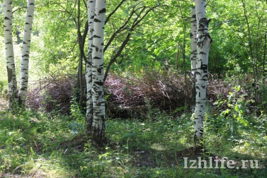 Что будет с лесом на улице 10 лет Октября в Ижевске?