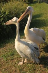 Специально для четырех пеликанов в Ижевске построили дом