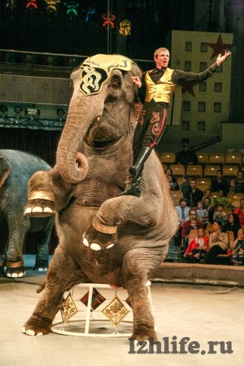 Новая программа в цирке Ижевска: слоны-актеры и переезжающий силача автомобиль