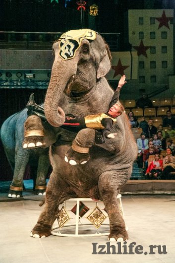 Новая программа в цирке Ижевска: слоны-актеры и переезжающий силача автомобиль