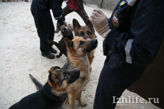 Четвероногие спасатели: как ижевские кинологи тренируют собак на поиск людей
