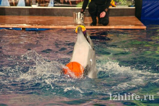 В Ижевске открылся передвижной дельфинарий