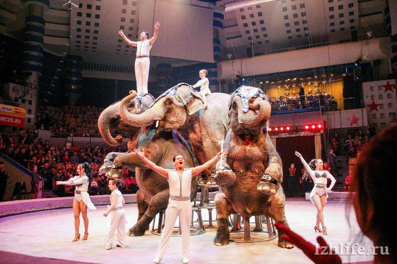 Сайт ижевского цирка