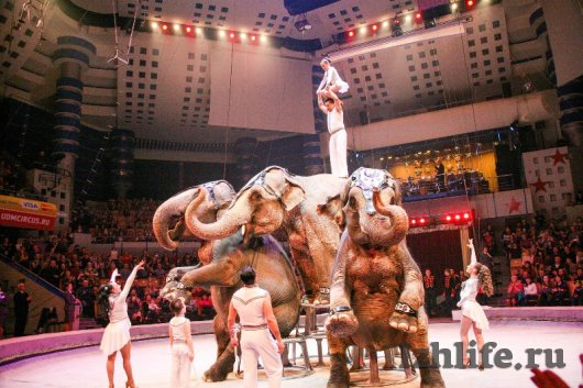 Животные в цирке Ижевска: обезьянки пьют чай с вареньем, а слоны лакомятся булками