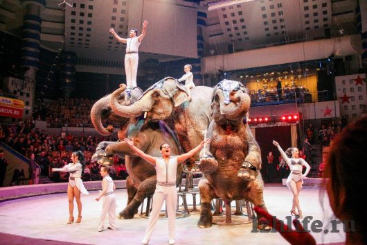 Животные в цирке Ижевска: обезьянки пьют чай с вареньем, а слоны лакомятся булками