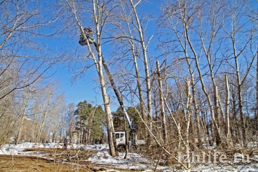 В Ижевске в Березовой роще обрезали деревья за 4 часа