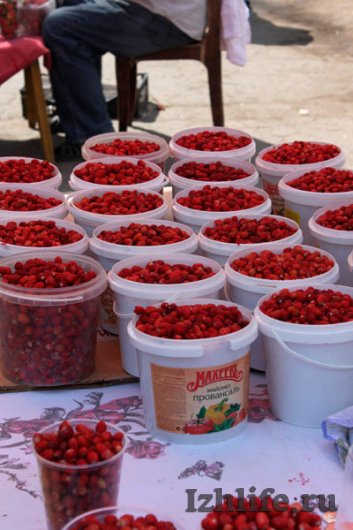Ягодная пора: сколько в Ижевске стоят ягоды и где их собирают?