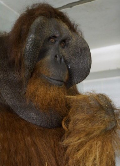 Орангутан из Израиля появился в зоопарке Ижевска