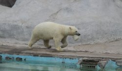 Белые медведи в зоопарке Ижевска в жару спасаются мороженым