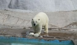 Белые медведи в зоопарке Ижевска в жару спасаются мороженым