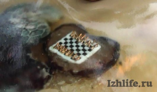 «Левша» из Глазова сделал шахматы размером с маковое семечко