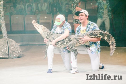 «Борнео» в цирке Ижевска: мотошоу, волки, крокодилы и леопарды на расстоянии вытянутой руки