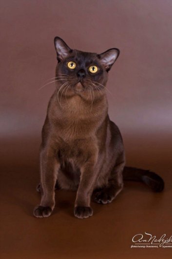 «Золотой кот Ижевска» живет в своей собственной комнате и стоит более 100 тысяч рублей