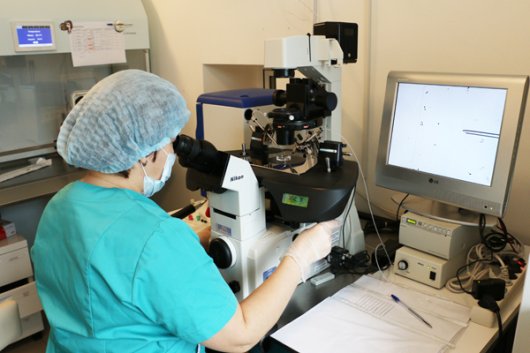 Как зарождается новая жизнь под микроскопом эмбриолога