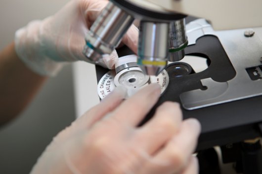 Как зарождается новая жизнь под микроскопом эмбриолога
