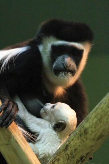 Белая обезьянка родилась в зоопарке Ижевска
