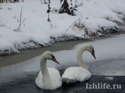 В Удмуртии на замерзающей реке жители обнаружили пару истощенных лебедей