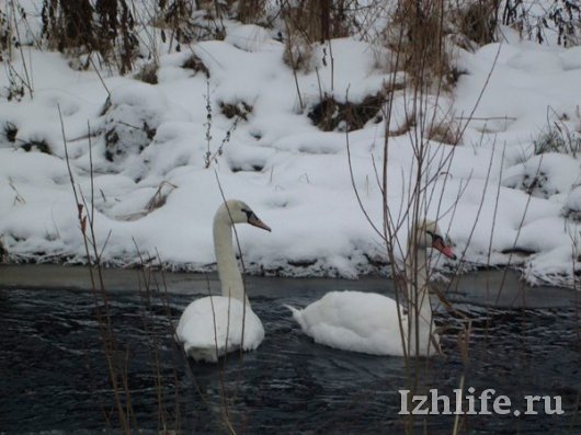 В Удмуртии на замерзающей реке жители обнаружили пару истощенных лебедей