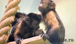 Топ-10 самых любящих и заботливых мам зоопарка Ижевска