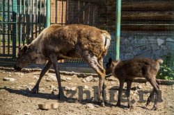 Топ-10 самых любящих и заботливых мам зоопарка Ижевска