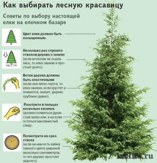 Где в Ижевске купить живую елку?
