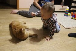 Кот-пловец и пес-защитник: ижевчане рассказали о подвигах и странностях своих домашних любимцев