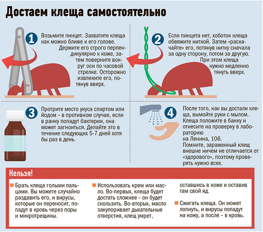 Укус клеща: признаки, симптомы и последствия