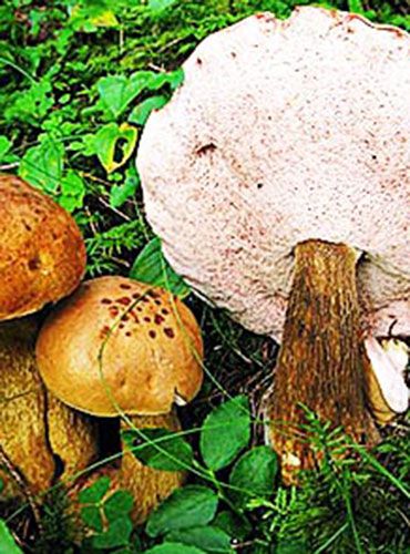 Ложный и съедобный белый гриб