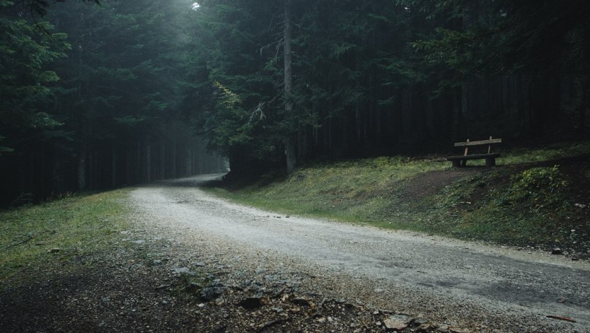 Сказочный густой еловый лес ждет наступления сумрек. Дурмитор, Черногория