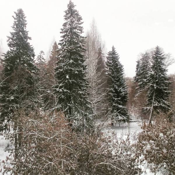 Небольшой лес рядом с домом во время снегопада превращается в сказочный