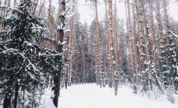 Красота деревьев, занесенных снегом, поражает