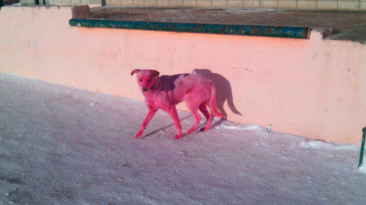 Розовую собаку ищут по всему городу