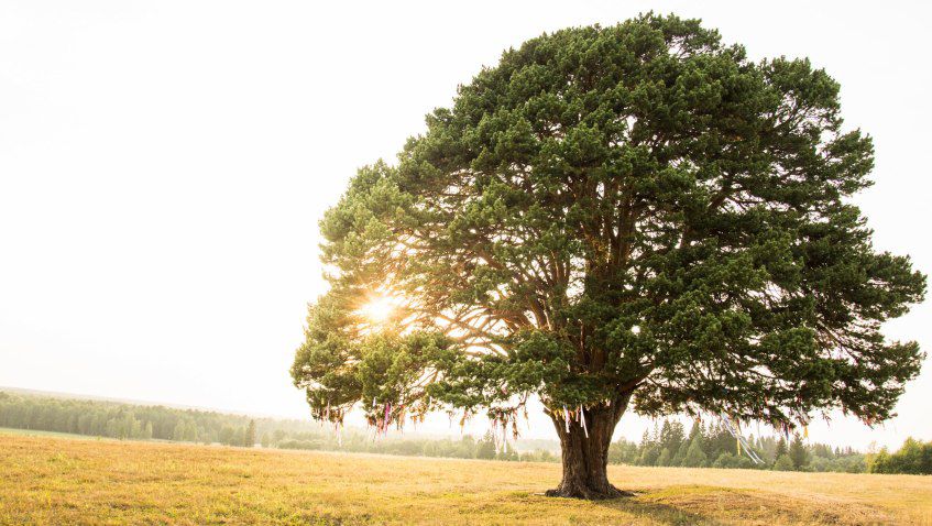 Это 300-летнее дерево, которое растет около деревни Кияик